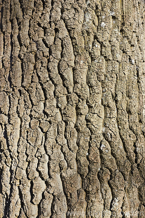 The bark of the Turkey Oak (<i>Quercus cerris</i>). This deciduous tree, up to 40m tall, is native to central and southern Europe and western Asia