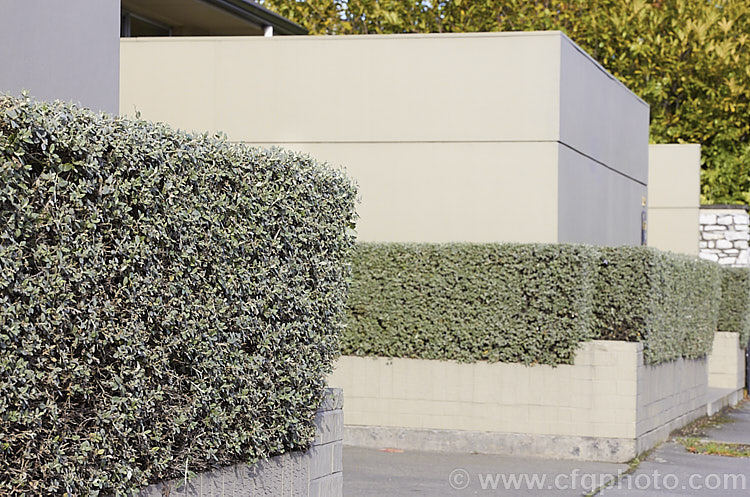 Closely clipped and contained hedges of Bush Germander (<i>Teucrium fruticans</i>), a 25m high evergreen shrub from the Iberian. Peninsula. A tough woody-stemmed plant tolerant of drought and coastal conditions, it is often used for hedging<br />
<br />
<span style='color:red'>Note:</span> this image intentionally has very shallow depth of field. The focus is centred on the middle of the nearest block of hedge. teucrium-2507htm'>Teucrium.