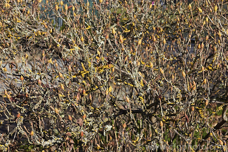 A group of deciduous azaleas