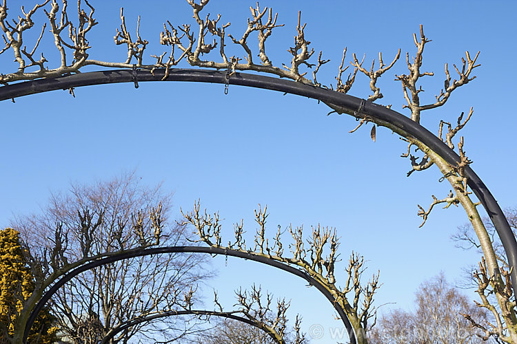 Pears in winter after being pruned. These plants have been trained over high steel arches, which gives the fruit plenty of light for ripening and makes them easy to harvest. Order: Rosales, Family: Rosaceae