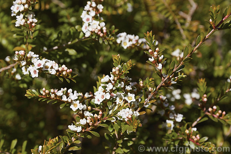 Grampians. Thryptomene (<i>Thryptomene calycina</i>), an evergreen, late winter- to spring-flowering 15 x 18m high shrub native to western Victoria, Australia, particularly the Grampian region. thryptomene-2918htm'>Thryptomene. .