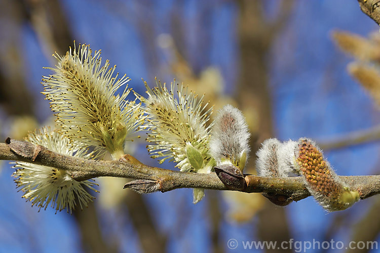 The flower catkins of Asian Sallow (<i>Salix aegyptiaca</i>), a willow native to Turkey, Armenia and Iran to Pakistan. It is a large deciduous shrub or small tree. The flowers open very early and are followed by the leaves, which are quite large, toothed and have pale blue-green undersides. Order: Malpighiales, Family: Salicaceae