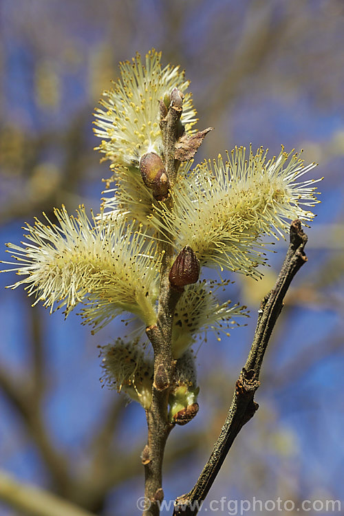 The flower catkins of Asian Sallow (<i>Salix aegyptiaca</i>), a willow native to Turkey, Armenia and Iran to Pakistan. It is a large deciduous shrub or small tree. The flowers open very early and are followed by the leaves, which are quite large, toothed and have pale blue-green undersides. Order: Malpighiales, Family: Salicaceae