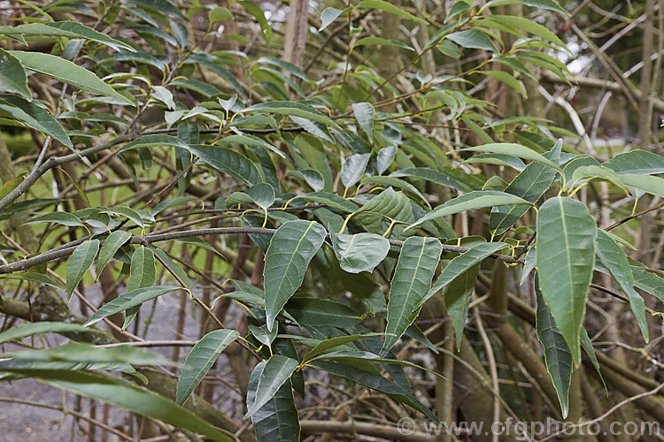 The foliage of the Japanese Willowleaf. Oak (<i>Quercus salicina</i>) in winter. This tree, an evergreen oak native to Japan and Korea, is not especially tall but is rather broad. Its lance-shaped leaves are up to 10cm long and taper to a fine point. The young leaves are downy and the mature foliage has pale undersides. Extracts of Quercus salicina are used in cosmetics and Asian medicines. This species is closely allied to Quercus bambusifolia and is sometimes considered to be synonymous with Quercus stenophylla. Order: Fagales, Family: Fagaceae
