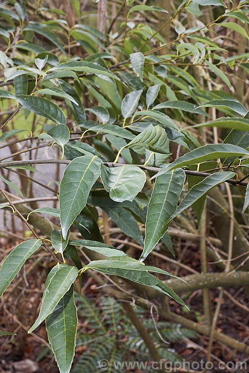 The foliage of the Japanese Willowleaf. Oak (<i>Quercus salicina</i>) in winter. This tree, an evergreen oak native to Japan and Korea, is not especially tall but is rather broad. Its lance-shaped leaves are up to 10cm long and taper to a fine point. The young leaves are downy and the mature foliage has pale undersides. Extracts of Quercus salicina are used in cosmetics and Asian medicines. This species is closely allied to Quercus bambusifolia and is sometimes considered to be synonymous with Quercus stenophylla. Order: Fagales, Family: Fagaceae