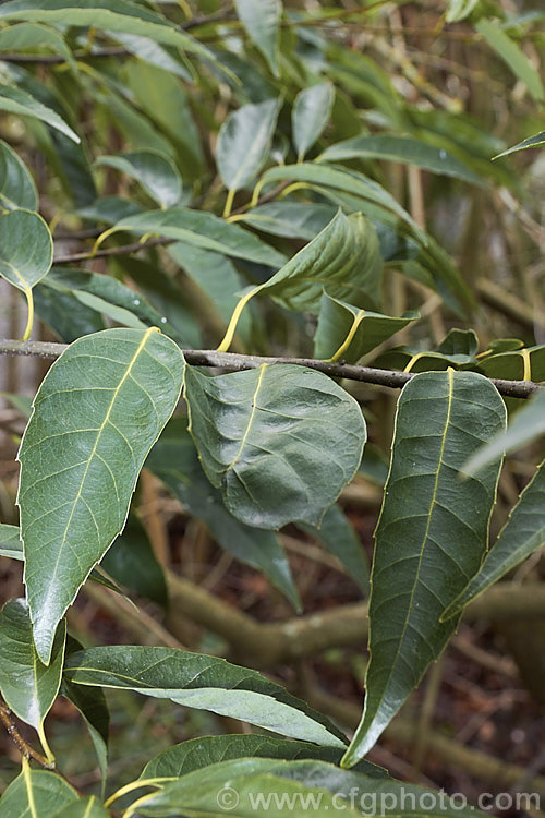 The foliage of the Japanese Willowleaf. Oak (<i>Quercus salicina</i>) in winter. This tree, an evergreen oak native to Japan and Korea, is not especially tall but is rather broad. Its lance-shaped leaves are up to 10cm long and taper to a fine point. The young leaves are downy and the mature foliage has pale undersides. Extracts of Quercus salicina are used in cosmetics and Asian medicines. This species is closely allied to Quercus bambusifolia and is sometimes considered to be synonymous with Quercus stenophylla. Order: Fagales, Family: Fagaceae