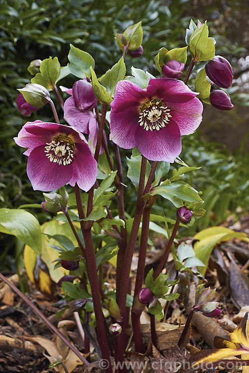 Helleborus 'Red Lady', one of the many hybrids of the Lenten Rose (<i>Helleborus orientalis</i>). It has deep purplish red flowerheads that open from midwinter on stems up to 45cm tall, though 25-30cm is more common. Order: Ranunculales, Family: Ranunculaceae