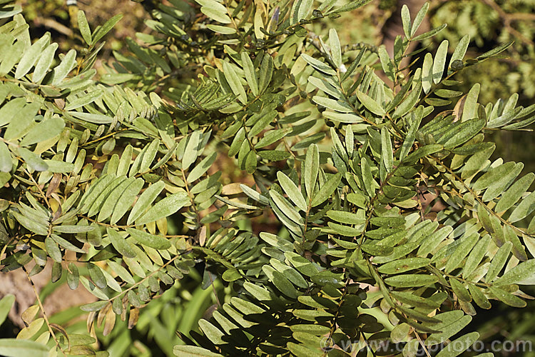 The foliage of Lignum. Vitae (<i>Sophora howinsula</i>), an evergreen shrub or small tree native to Lord. HoweIsland, which is located between northern New Zealand and the New South Wales coast. It is from 3-15m tall and is similar to the New Zealand kowhai species. Sophora tetraptera, sharing similar golden flowers, but its leaflets are larger. This species hybridises with the New Zealand natives and several garden hybrids and cultivars are available, including 'Gnome' and 'Tui's Gold'. sophora-2142htm'>Sophora.