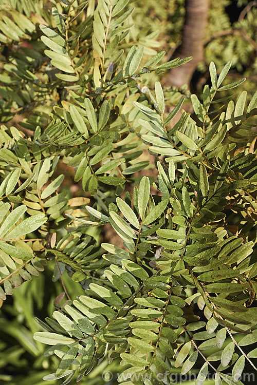 The foliage of Lignum. Vitae (<i>Sophora howinsula</i>), an evergreen shrub or small tree native to Lord. HoweIsland, which is located between northern New Zealand and the New South Wales coast. It is from 3-15m tall and is similar to the New Zealand kowhai species. Sophora tetraptera, sharing similar golden flowers, but its leaflets are larger. This species hybridises with the New Zealand natives and several garden hybrids and cultivars are available, including 'Gnome' and 'Tui's Gold'. sophora-2142htm'>Sophora.