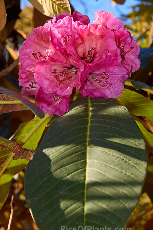 <i>Rhododendron protistum</i> var. <i>giganteum</i>, a variety of an early-flowering tree-sized Grande series rhododendron native to the southeastern Himalayan region. Variety giganteum differs most from the species in that it continues to produce foliage with indumentum into adulthood, while the undersides of the leaves of the species are far less densely hairy. Order: Ericales, Family: Ericaceae