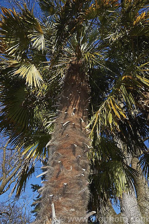Chinese Windmill. Palm, Chusan. Palm or Hemp. Palm (<i>Trachycarpus fortunei</i>), a tough 10-20m tall fibrous-trunked fan palm from central and eastern China and Burma. trachycarpus-2555htm'>Trachycarpus.