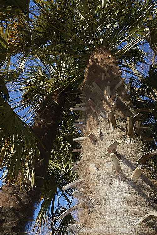Chinese Windmill. Palm, Chusan. Palm or Hemp. Palm (<i>Trachycarpus fortunei</i>), a tough 10-20m tall fibrous-trunked fan palm from central and eastern China and Burma. trachycarpus-2555htm'>Trachycarpus.