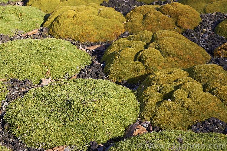 Two species of Scleranthus or Knawel in winter. The bright green foliage is that of Scleranthus uniflorus, a New Zealand native, while the greenish gold foliage is Scleranthus biflorus, a species also found in southeastern Australia. Both are spreading evergreen perennials that form dense cushions of minute leaves . scleranthus-3296htm'>Scleranthus. Order: Caryophyllales, Family: Caryophyllaceae