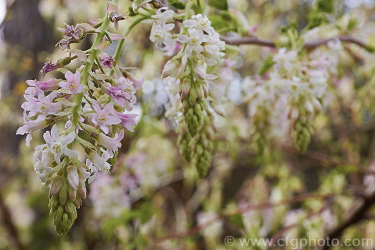 Ribes sanguineum var. glutinosum 'Albidum', a pale pink-flowered form of the Winter. Currant, a late winter-flowering deciduous shrub to 4m tall. Native to the western United States