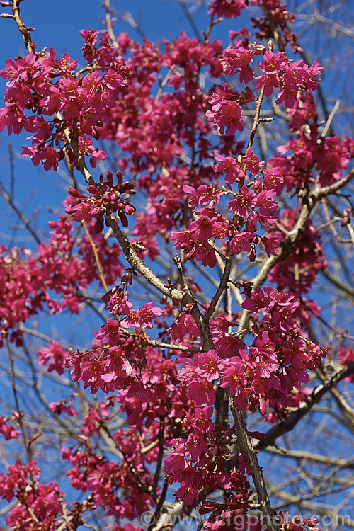 Prunus campanulata 'Felix. Jury', a New Zealand -raised form of the Bell-flowered or Taiwan. Cherry This Japanese and Taiwanese species is very early-flowering in mild climates. Order: Rosales, Family: Rosaceae