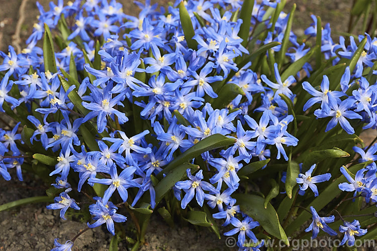 Scilla forbesii (syn. Chionodoxa forbesii</i>), a late winter- to early spring-flowering bulb from western Turkey that is somewhat larger than the common. Glory-of-the-Snow (<i>Scilla luciliae [syn. Chionodoxa luciliae</i>). scilla-2491htm'>Scilla.