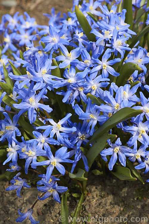 Scilla forbesii (syn. Chionodoxa forbesii</i>), a late winter- to early spring-flowering bulb from western Turkey that is somewhat larger than the common. Glory-of-the-Snow (<i>Scilla luciliae [syn. Chionodoxa luciliae</i>). scilla-2491htm'>Scilla.