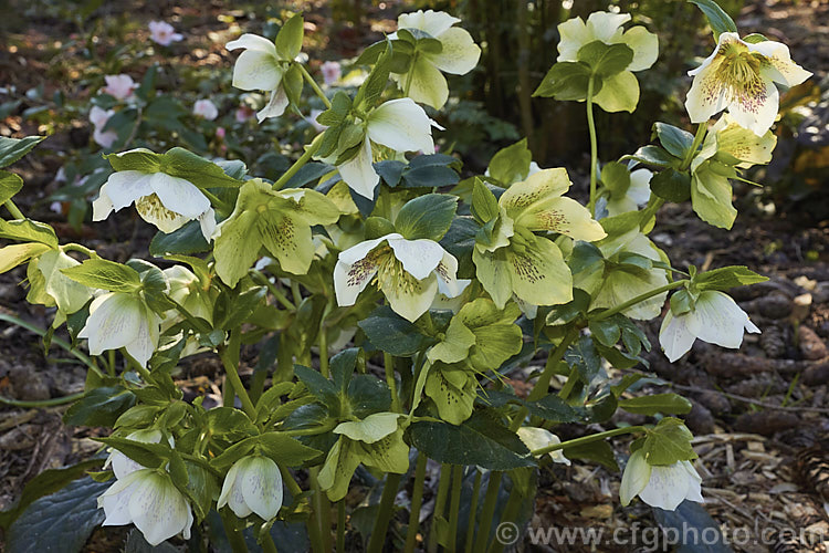 Helleborus 'White Spotted Lady', one of the many hybrids of the Lenten Rose (<i>Helleborus orientalis</i>). It has greenish white flowerheads that open from midwinter on stems up to 45cm tall, though 25-30cm is more common. The centre of the flowers is densely covered with purple-red spots that often blend together to form a large irregular blotch. Order: Ranunculales, Family: Ranunculaceae