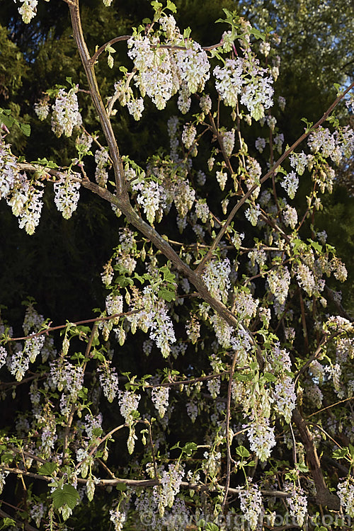 Ribes sanguineum var. glutinosum 'Albidum', a pale pink-flowered form of the Winter. Currant, a late winter-flowering deciduous shrub to 4m tall. Native to the western United States