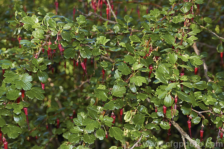 Fuchsia. Flowering Gooseberry or Evergreen Currant (<i>Ribes speciosum</i>), a late winter- to early spring-flowering, 3m high and wide, evergreen shrub native to the coastal ranges of California and Baja. California. It has spiny stems, bristly flowers and foliage the orange-red fruits are also bristly