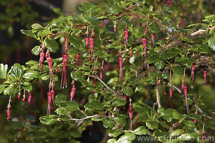 Fuchsia. Flowering Gooseberry or Evergreen Currant (<i>Ribes speciosum</i>), a late winter- to early spring-flowering, 3m high and wide, evergreen shrub native to the coastal ranges of California and Baja. California. It has spiny stems, bristly flowers and foliage the orange-red fruits are also bristly