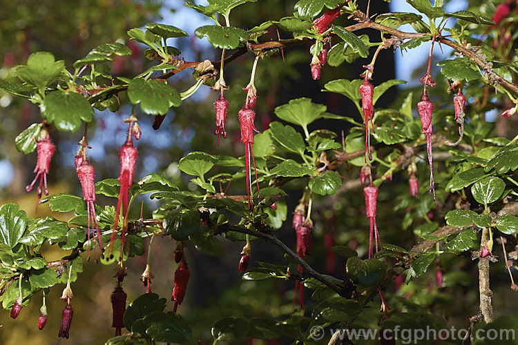 Fuchsia. Flowering Gooseberry or Evergreen Currant (<i>Ribes speciosum</i>), a late winter- to early spring-flowering, 3m high and wide, evergreen shrub native to the coastal ranges of California and Baja. California. It has spiny stems, bristly flowers and foliage the orange-red fruits are also bristly
