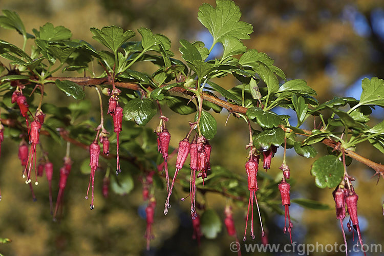 Fuchsia. Flowering Gooseberry or Evergreen Currant (<i>Ribes speciosum</i>), a late winter- to early spring-flowering, 3m high and wide, evergreen shrub native to the coastal ranges of California and Baja. California. It has spiny stems, bristly flowers and foliage the orange-red fruits are also bristly