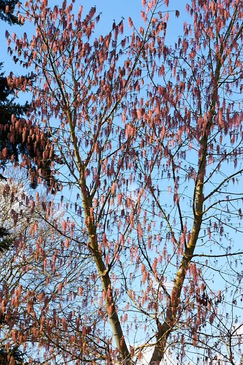The Box Elder (<i>Acer negundo</i>) in bloom, with its showy flower tassels. Widely naturalised worldwide, this 20m tall deciduous tree is a native of Central and North America and because it seeds very freely it can become something of a weed. It is one of the few maples to be conspicuous in flower. Order: Sapindales, Family: Sapindaceae