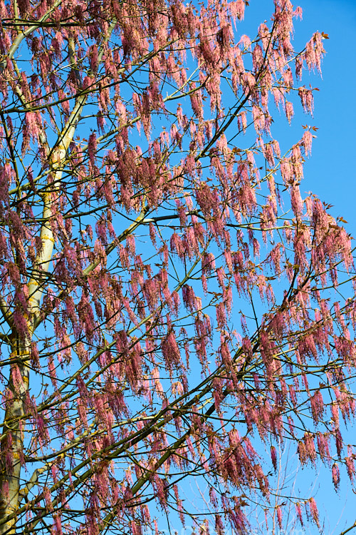 The Box Elder (<i>Acer negundo</i>) in bloom, with its showy flower tassels. Widely naturalised worldwide, this 20m tall deciduous tree is a native of Central and North America and because it seeds very freely it can become something of a weed. It is one of the few maples to be conspicuous in flower. Order: Sapindales, Family: Sapindaceae