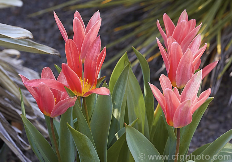 Tulipa kaufmanniana 'Jeantine', a cultivar of an early-flowering tulip species native to central Asia, notable for its strikingly coloured and often slightly scented flowers 'Jeantine' has 10-25cm tall flower stems. Order: Liliales, Family: Liliaceae