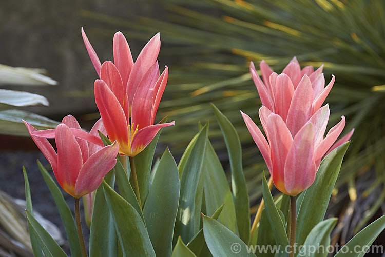 Tulipa kaufmanniana 'Jeantine', a cultivar of an early-flowering tulip species native to central Asia, notable for its strikingly coloured and often slightly scented flowers 'Jeantine' has 10-25cm tall flower stems. Order: Liliales, Family: Liliaceae