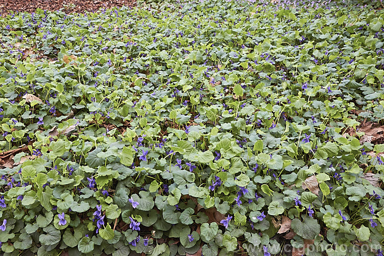 A wide-spreading carpet of Sweet Violets (<i>Viola odorata</i>), a low-growing, stoloniferous, spring-flowering. European perennial. The flowers are sweetly scented and the fragrance is widely used in perfumes. viola-2165htm'>Viola. <a href='violaceae-plant-family-photoshtml'>Violaceae</a>.