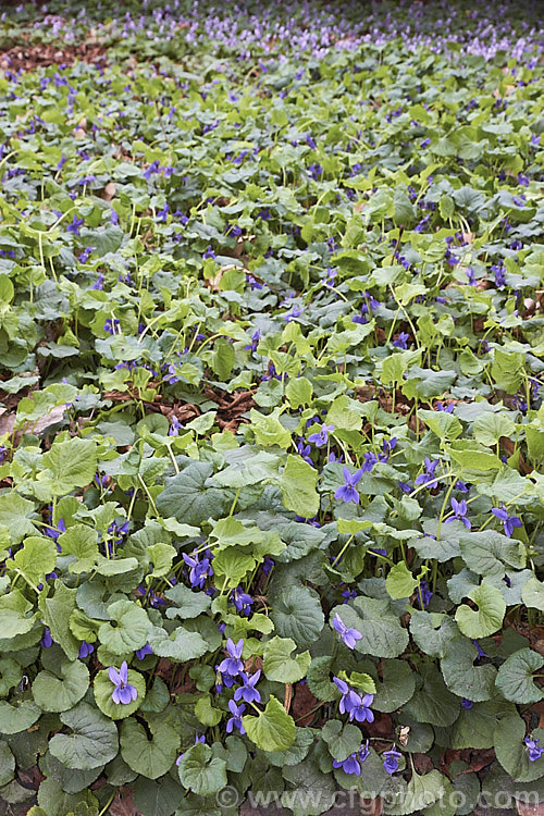 A wide-spreading carpet of Sweet Violets (<i>Viola odorata</i>), a low-growing, stoloniferous, spring-flowering. European perennial. The flowers are sweetly scented and the fragrance is widely used in perfumes. viola-2165htm'>Viola. <a href='violaceae-plant-family-photoshtml'>Violaceae</a>.