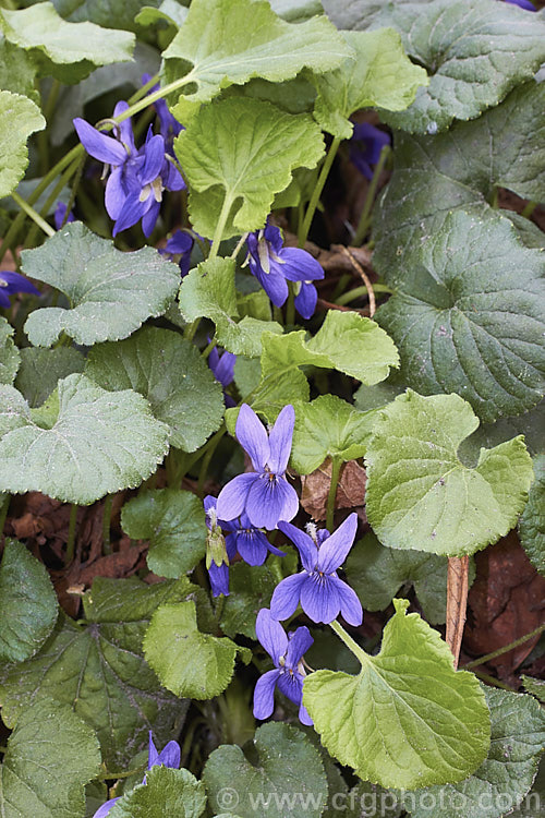 Sweet Violet (<i>Viola odorata</i>), a low-growing, stoloniferous, spring-flowering. European perennial. The flowers are sweetly scented and the fragrance is widely used in perfumes. viola-2165htm'>Viola. <a href='violaceae-plant-family-photoshtml'>Violaceae</a>.