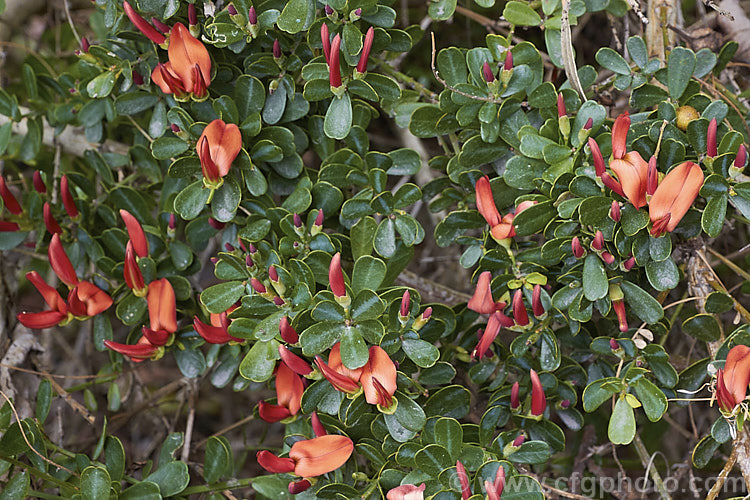 Cockies'. Tongue, Flame. Bush or Coral. Bush (<i>Templetonia retusa</i>), a 1-3m high spreading evergreen shrub native to southern and western Australia. The common name refers to the flower resembling a cockatoo's tongue. templetonia-3354htm'>Templetonia.