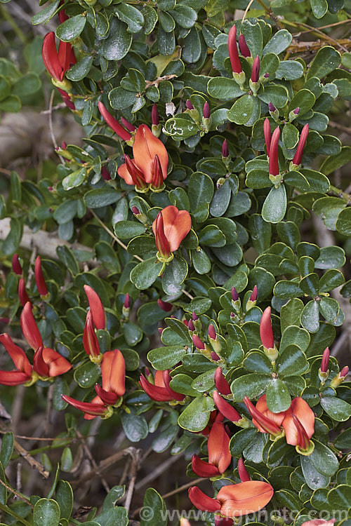 Cockies'. Tongue, Flame. Bush or Coral. Bush (<i>Templetonia retusa</i>), a 1-3m high spreading evergreen shrub native to southern and western Australia. The common name refers to the flower resembling a cockatoo's tongue. templetonia-3354htm'>Templetonia.