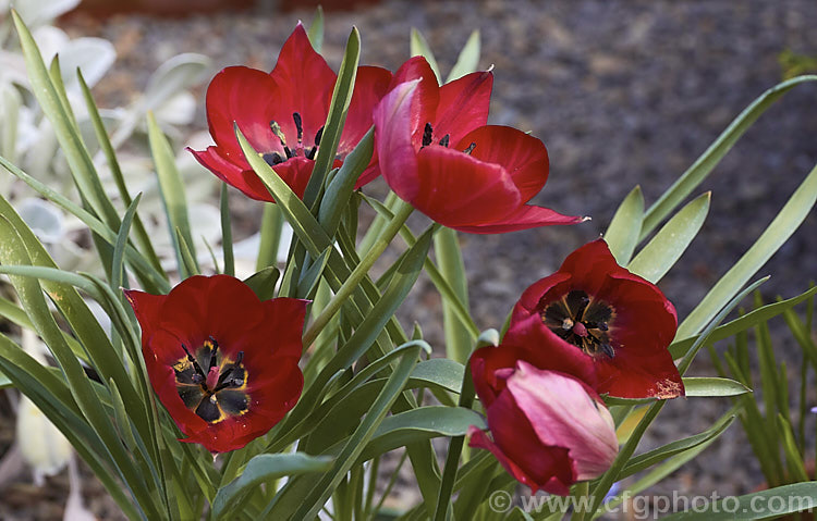 Cyprian. Tulip (<i>Tulipa cypria</i>), a spring-flowering bulb native to Cyprus. The flower stems are up to 35cm tall This species is closely allied to Tulipa agenensis. Order: Liliales, Family: Liliaceae