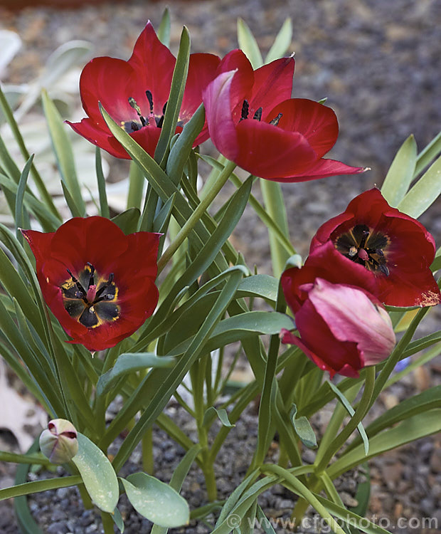 Cyprian. Tulip (<i>Tulipa cypria</i>), a spring-flowering bulb native to Cyprus. The flower stems are up to 35cm tall This species is closely allied to Tulipa agenensis. Order: Liliales, Family: Liliaceae