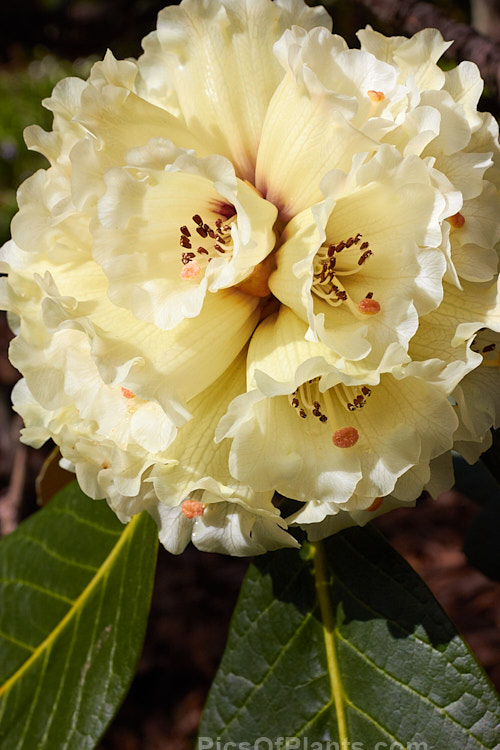 <i>Rhododendron sinogrande</i>, usually regarded as the largest-leafed of all the rhododendron species, this early-flowering, small to medium-sized tree is found in southwestern China and northeastern Burma. The leaves can be up to 90cm long, though 30cm is more common. Order: Ericales, Family: Ericaceae