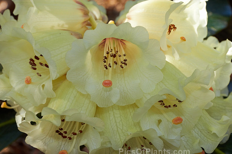 <i>Rhododendron sinogrande</i>, usually regarded as the largest-leafed of all the rhododendron species, this early-flowering, small to medium-sized tree is found in southwestern China and northeastern Burma. The leaves can be up to 90cm long, though 30cm is more common. Order: Ericales, Family: Ericaceae