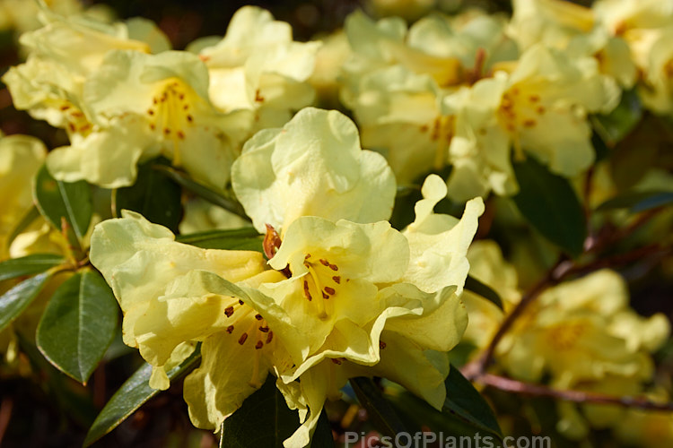 <i>Rhododendron burmanicum</i>, a 1-2m high shrub found in southwest Burma at 2700-3000m. It was a parent of many older yellow-flowered hybrids, but its frost tenderness has seen it replaced by hardier species in most breeding programmes. Order: Ericales, Family: Ericaceae