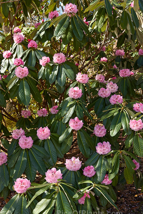 Rhododendron <i>montroseanum</i>, a late winter- to early spring-flowering tree-sized, grande series species from western China and northern Burma. Its flowers are usually deep pink, but the near white form flushed with deep pink is not uncommon. The flower trusses are quite large but may appear small simply because of the size of the heavily-veined leaves, which are often over 30cm long. Order: Ericales, Family: Ericaceae