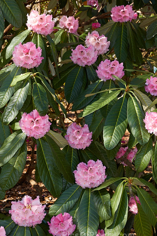 Rhododendron <i>montroseanum</i>, a late winter- to early spring-flowering tree-sized, grande series species from western China and northern Burma. Its flowers are usually deep pink, but the near white form flushed with deep pink is not uncommon. The flower trusses are quite large but may appear small simply because of the size of the heavily-veined leaves, which are often over 30cm long. Order: Ericales, Family: Ericaceae
