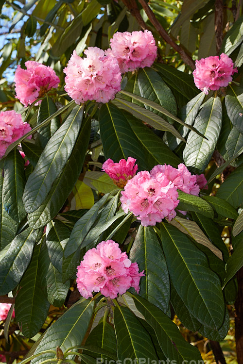 Rhododendron <i>montroseanum</i>, a late winter- to early spring-flowering tree-sized, grande series species from western China and northern Burma. Its flowers are usually deep pink, but the near white form flushed with deep pink is not uncommon. The flower trusses are quite large but may appear small simply because of the size of the heavily-veined leaves, which are often over 30cm long. Order: Ericales, Family: Ericaceae