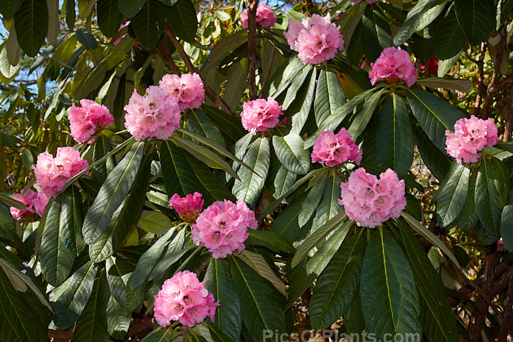 Rhododendron <i>montroseanum</i>, a late winter- to early spring-flowering tree-sized, grande series species from western China and northern Burma. Its flowers are usually deep pink, but the near white form flushed with deep pink is not uncommon. The flower trusses are quite large but may appear small simply because of the size of the heavily-veined leaves, which are often over 30cm long. Order: Ericales, Family: Ericaceae