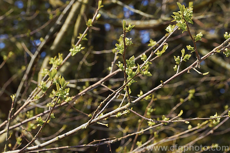 The very young spring foliage and flower buds of Sinojackia xylocarpa, a spring-flowering, small deciduous tree up to 7m tall It is native to Jiangsu. Province in eastern China, where it occurs at elevations up to 800m. The pendulous clusters of small, delicate, six-petalled white flowers are followed by distinctively capped, brown seed capsules that can be conspicuous if abundant. sinojackia-3312htm'>Sinojackia. <a href='styracaceae-plant-family-photoshtml'>Styracaceae</a>.