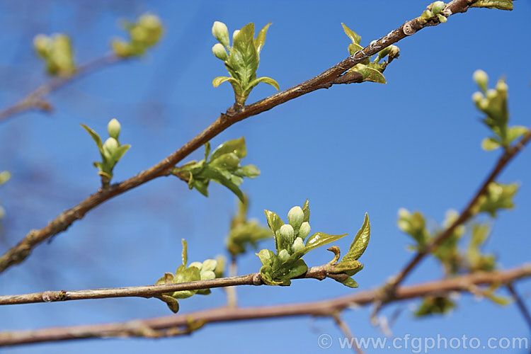 The very young spring foliage and flower buds of Sinojackia xylocarpa, a spring-flowering, small deciduous tree up to 7m tall It is native to Jiangsu. Province in eastern China, where it occurs at elevations up to 800m. The pendulous clusters of small, delicate, six-petalled white flowers are followed by distinctively capped, brown seed capsules that can be conspicuous if abundant. sinojackia-3312htm'>Sinojackia. <a href='styracaceae-plant-family-photoshtml'>Styracaceae</a>.