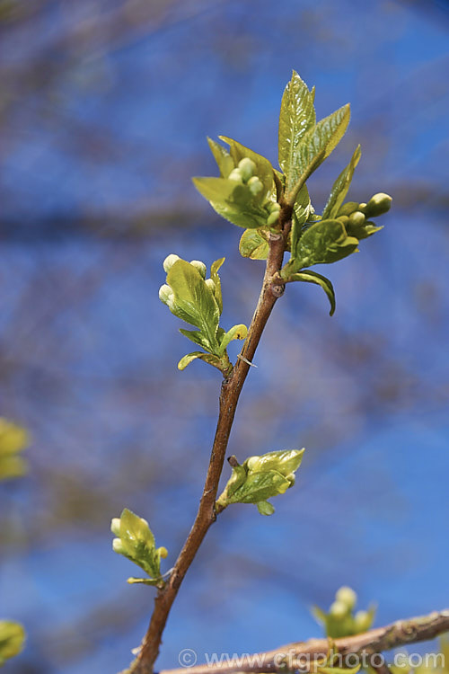 The very young spring foliage and flower buds of Sinojackia xylocarpa, a spring-flowering, small deciduous tree up to 7m tall It is native to Jiangsu. Province in eastern China, where it occurs at elevations up to 800m. The pendulous clusters of small, delicate, six-petalled white flowers are followed by distinctively capped, brown seed capsules that can be conspicuous if abundant. sinojackia-3312htm'>Sinojackia. <a href='styracaceae-plant-family-photoshtml'>Styracaceae</a>.