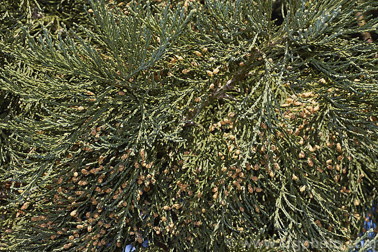 Foliage of Giant Sequoia, Big. Tree or Sierra Redwood (<i>Sequoiadendron giganteum</i>) in spring, with microstrobili. The world's largest tree by volume, this Californian conifer is capable of reaching nearly 100m tall sequoiadendron-2495htm'>Sequoiadendron. Order: Pinales, Family: Cupressaceae