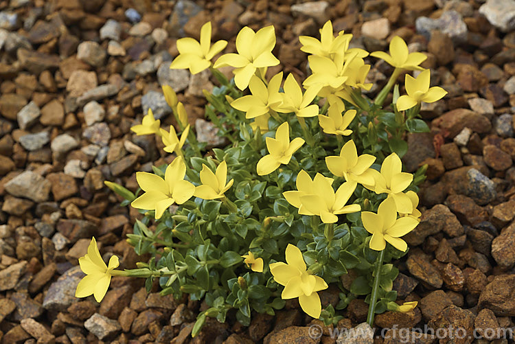 Sebaea thomasii, a small, mound-forming, spring-flowering, semi-evergreen perennial native to the Eastern Cape region of South Africa where it occurs in moist area at elevations of 2000-3000m. In cultivation it is an excellent rockery plant and is surprisingly hardy. sebaea-3299htm'>Sebaea. <a href='gentianaceae-plant-family-photoshtml'>Gentianaceae</a>.